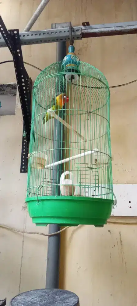 Burung lovebird