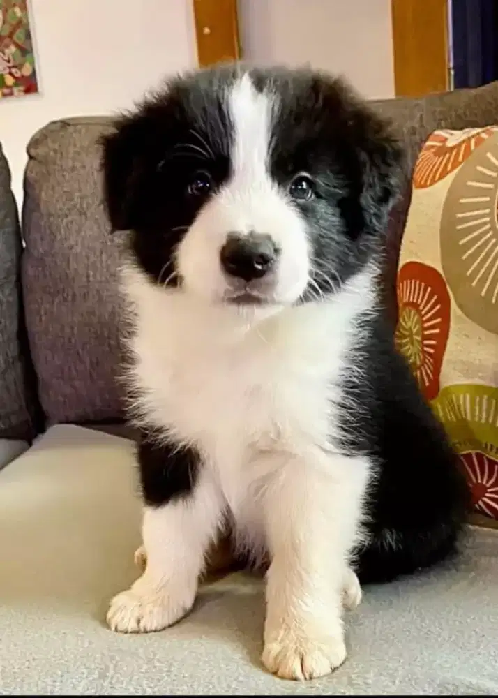 DIJUAL ANJING BORDER COLLIE