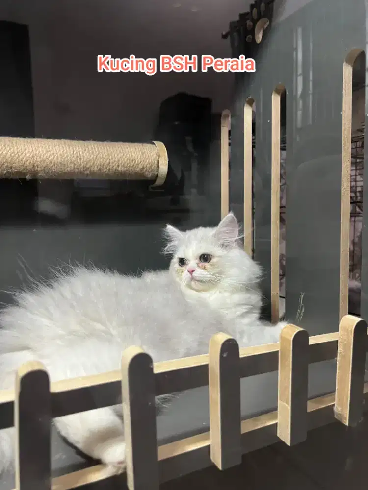 Pemasaran kucing BSH Persia & Bsh Scottish fold