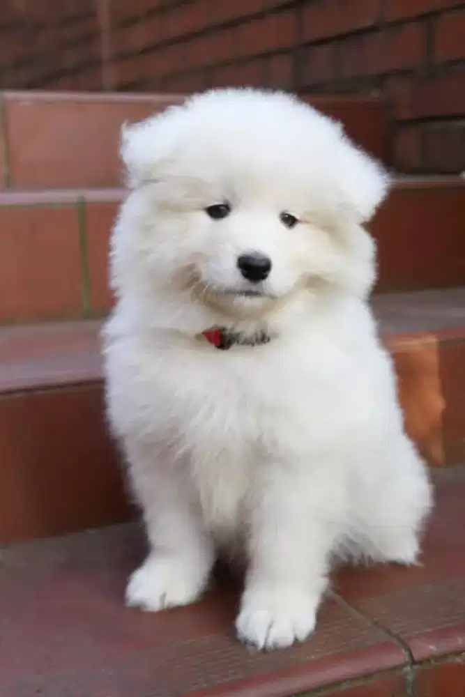 DIJUAL ANJING SAMOYED