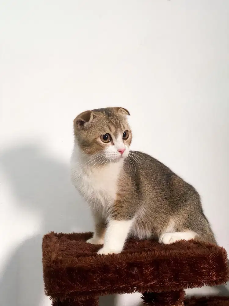 SCOTTISH FOLD BETINA