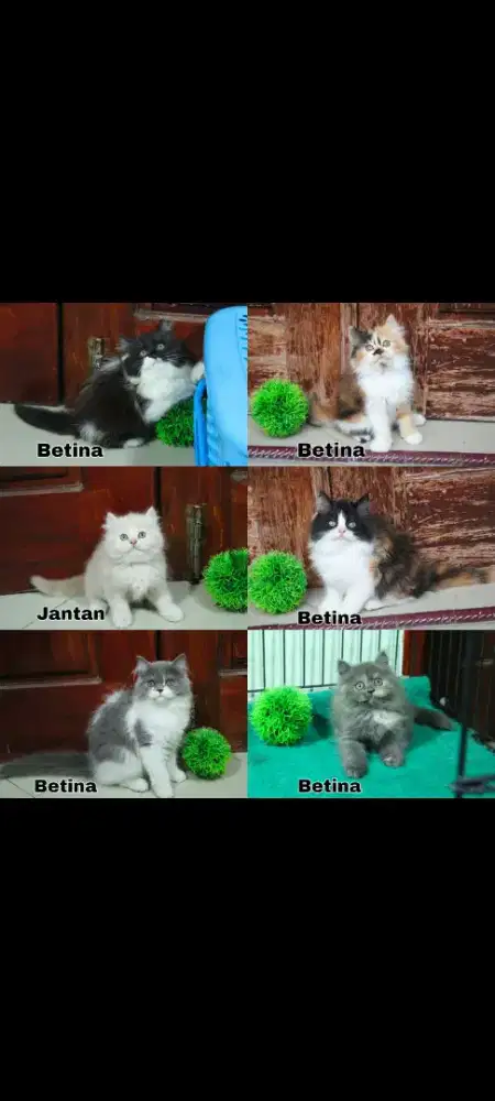 kucing kitten anakan persia ragdoll anggora himalaya mainecoon