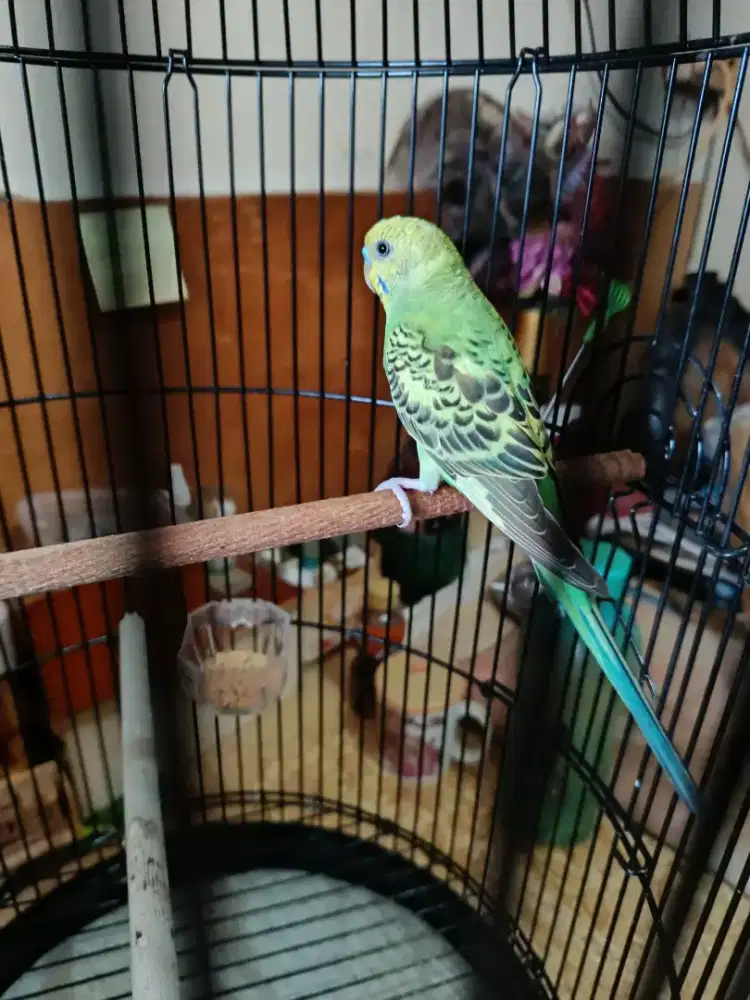 Parkit lokal jantan plus kandang