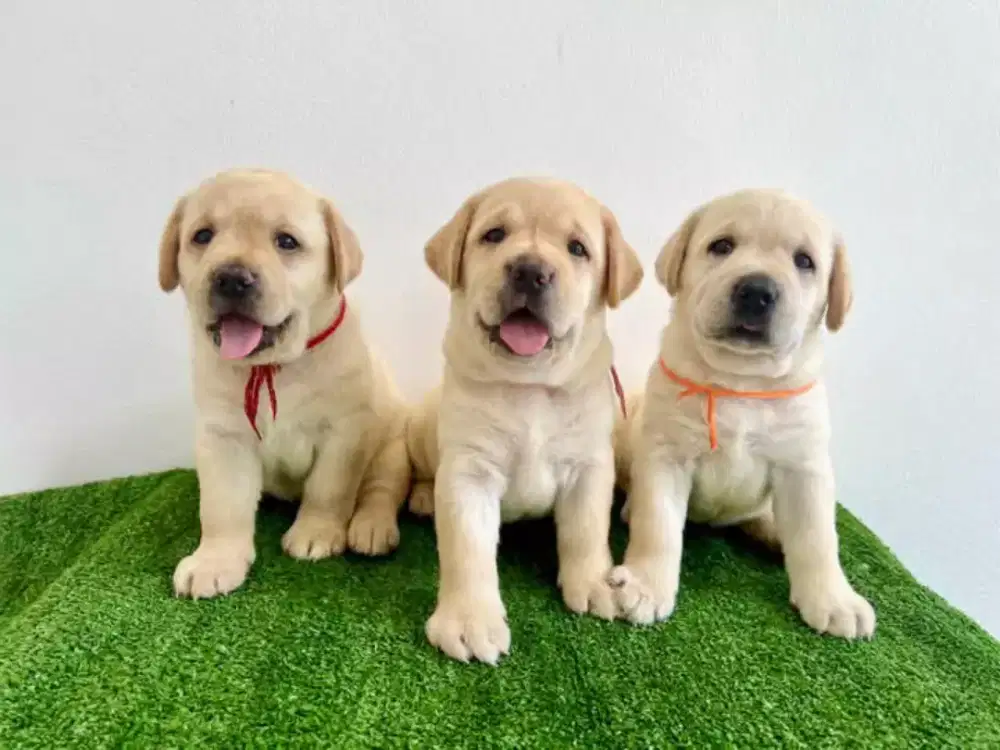 DIJUAL ANJING LABRADOR RETRIEVER