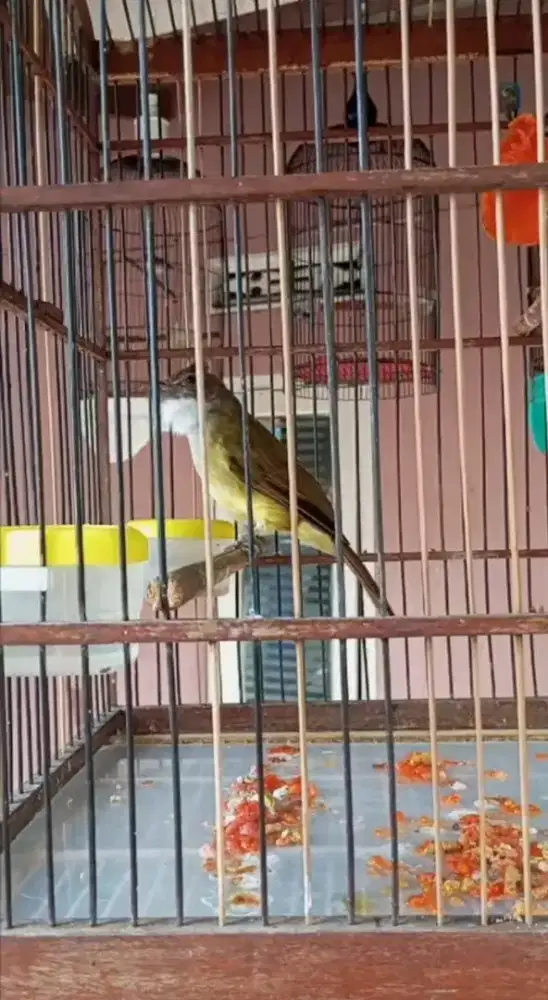 Cucak jenggot priangan