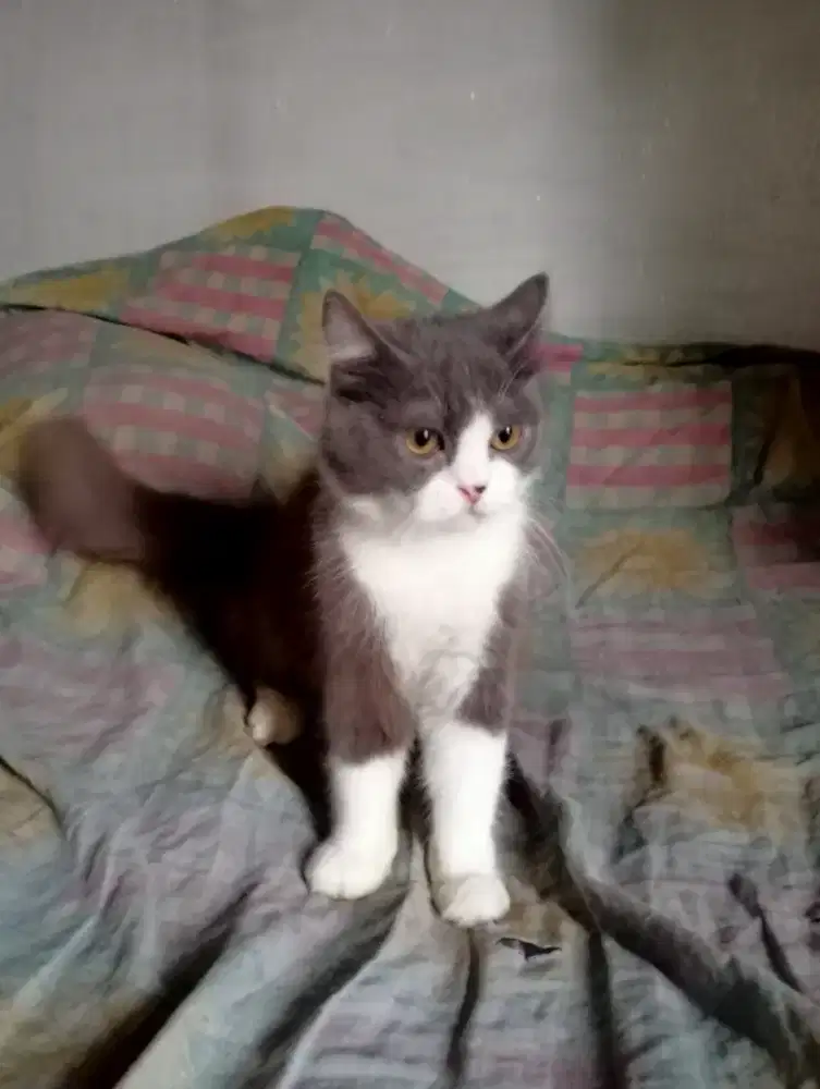 Kucing jantan kucing Persia