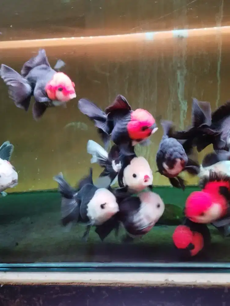 Ikan koki oranda tancho dan panda