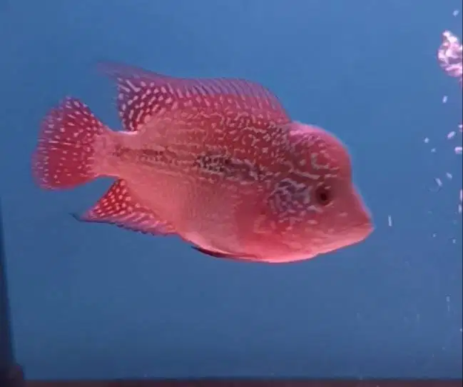 ikan louhan srd di medan.