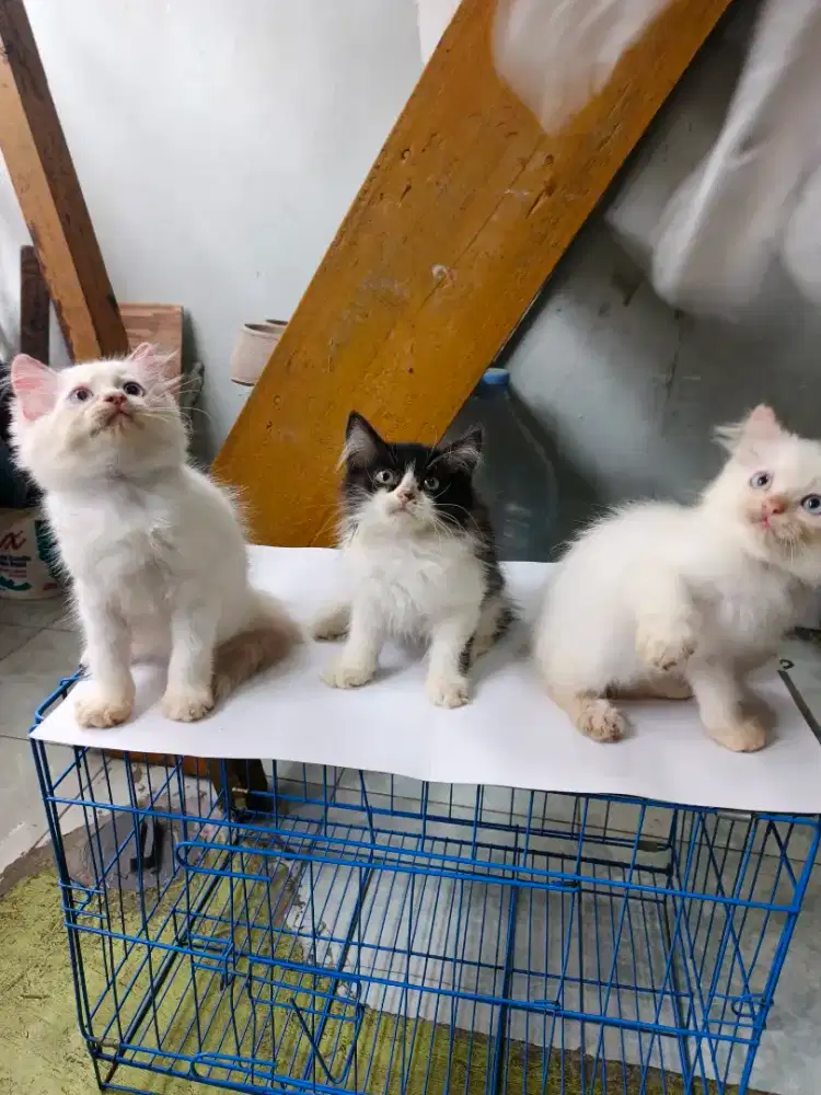 Persia jantan-betina 2,5 bulan