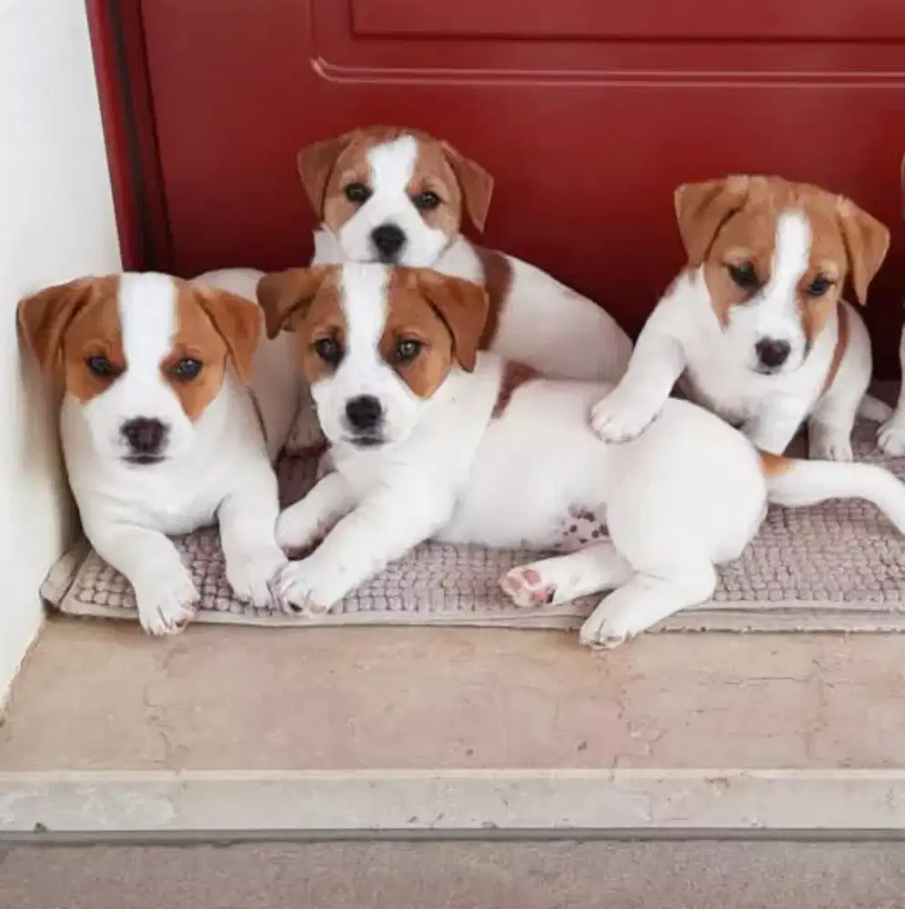 DIJUAL ANJING JACK RUSSELL TERRIER