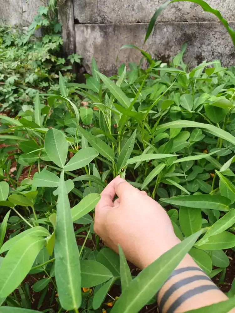 Dicari Tukang Kebun dan Kebersihan, Pria Umur dibawah 30th