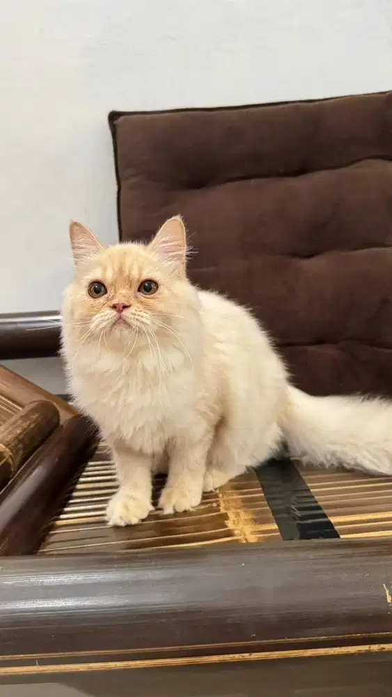 Lepas Adopt Persia Kitten Betina