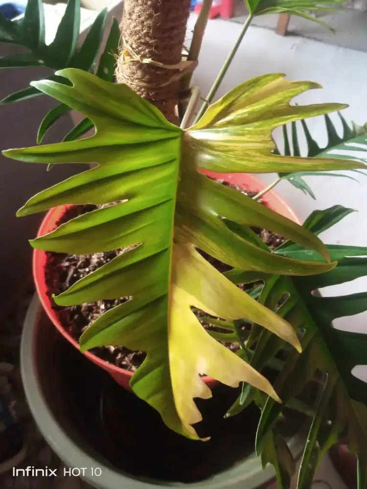 Flotum ( Floryda Beauty x Tortum )