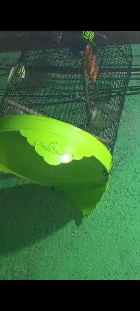 Kenari loper bon gacor +kandang