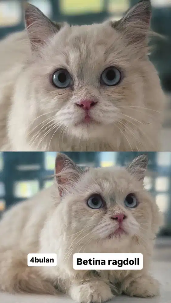 Kitten ragdoll betina pure