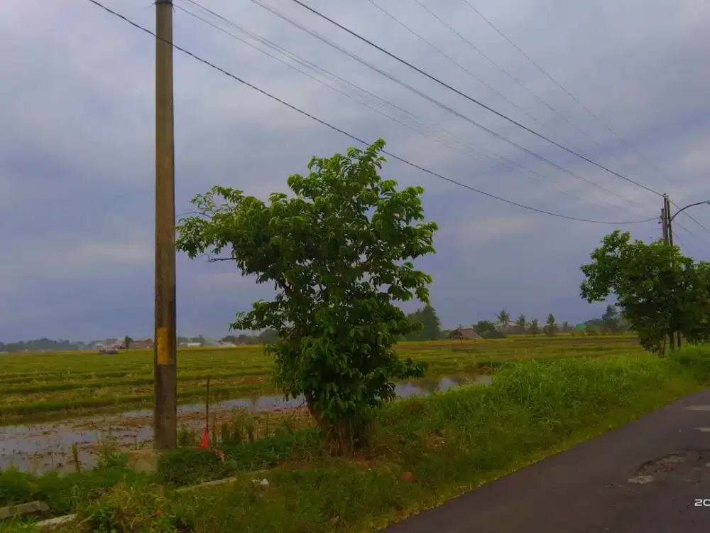 Dijual Tanah Sawah - Dusun Kunir, Pasinan Timur, Singojuruh, Banyuwangi
