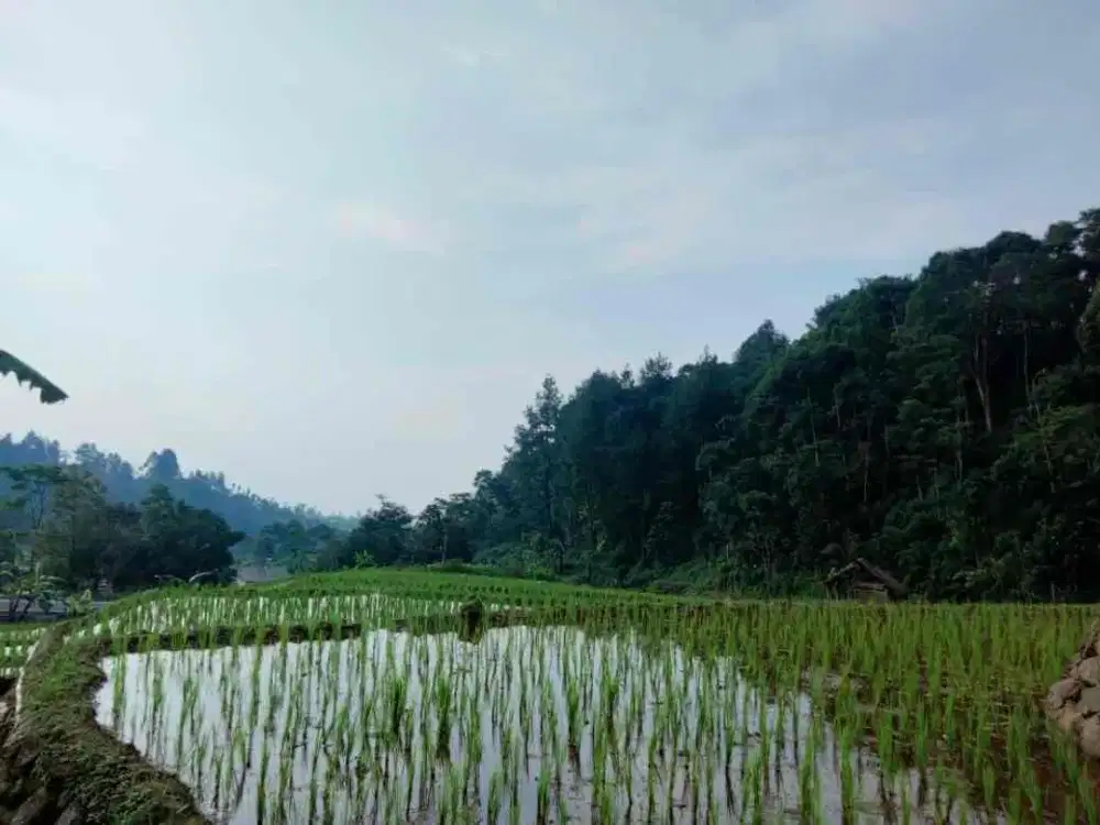 DI JUAL TANAH SAWAH DAN DARAT VIEW CANTIK DAN AREA WISATA GROUND CAMP