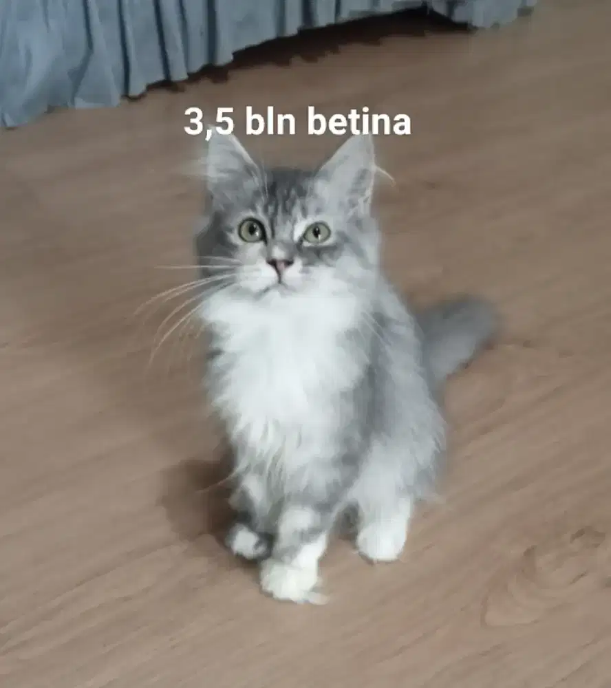 Kitten 3,5 bln,longhair