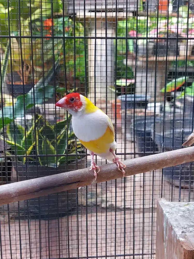 Burung Gould Amadin Kuning Jantan Dewasa