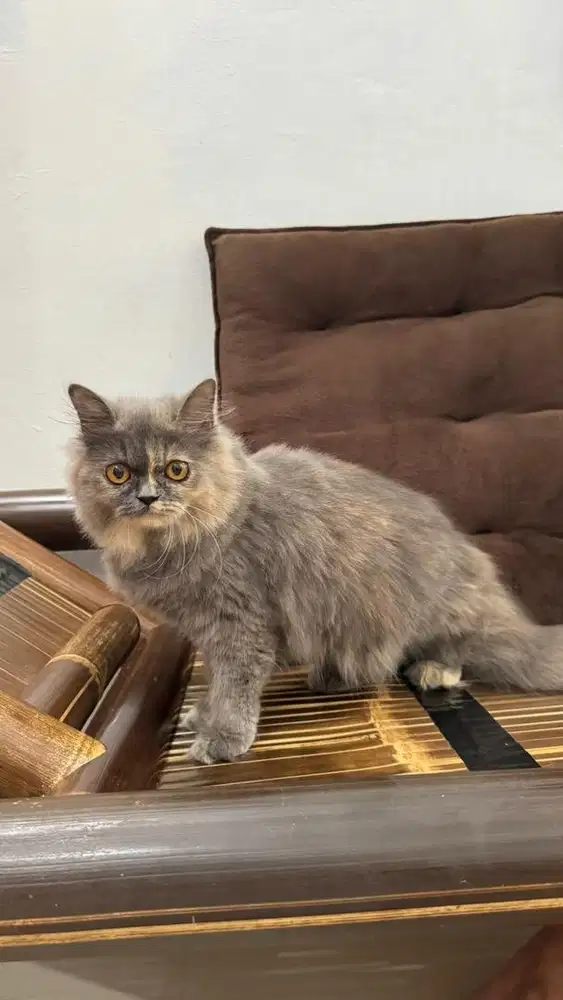 Lepas Adopt Persia Kitten