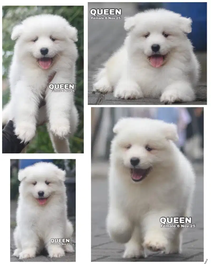 Samoyed betina puppy stambum