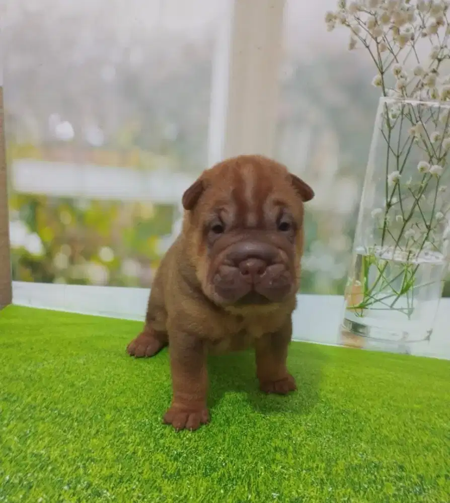 Shar Pei Betina Stamboom