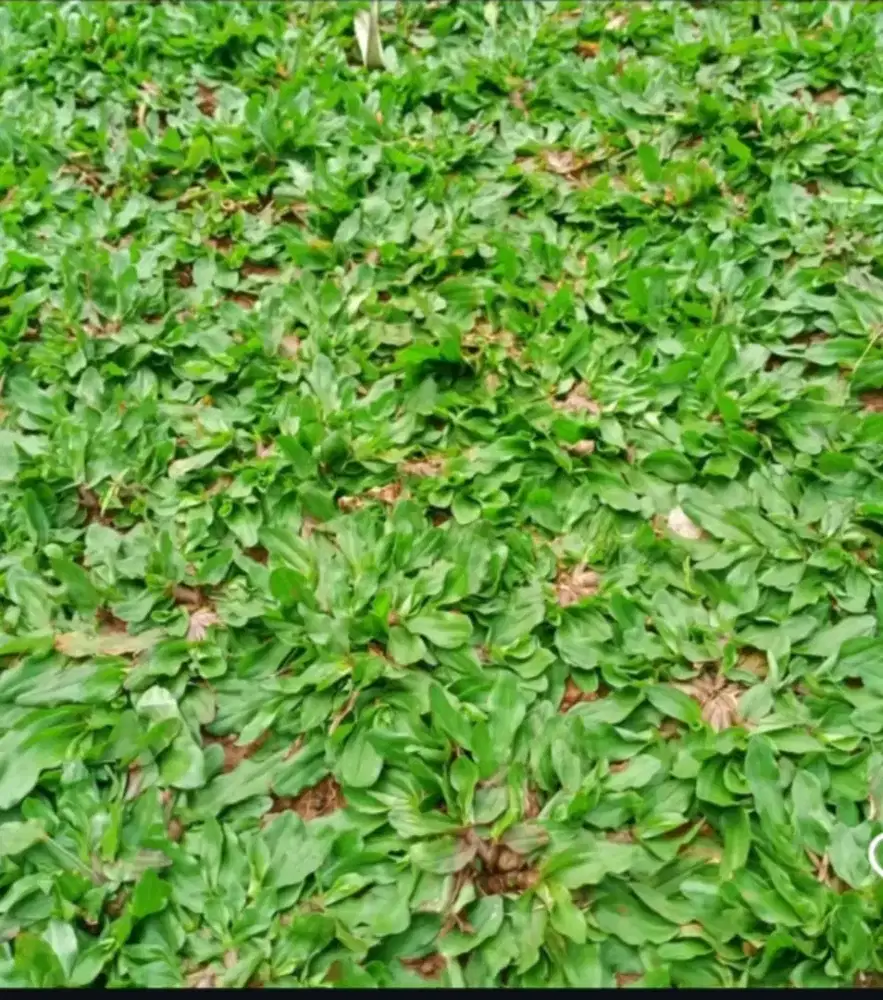 Rumput gajah mini, rumput gajah mini