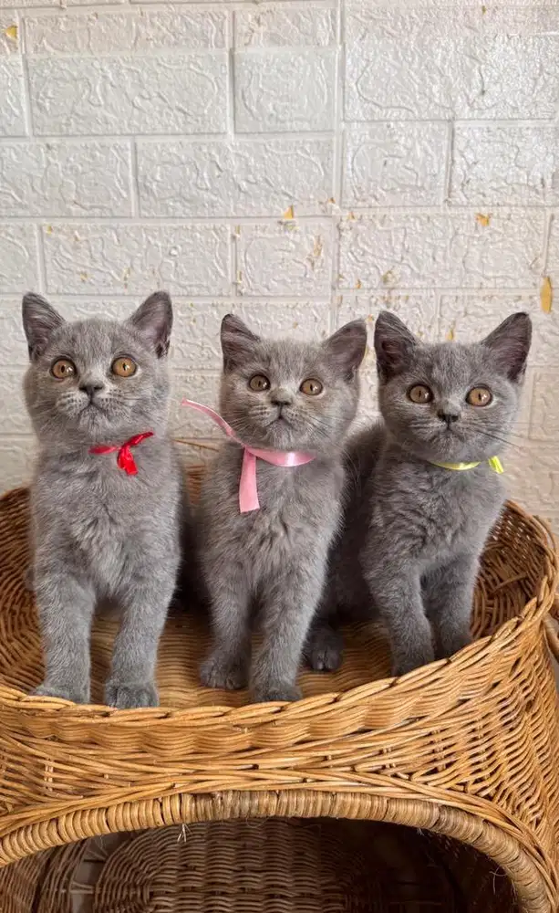 Kucing BSH PED (bersertifikat)