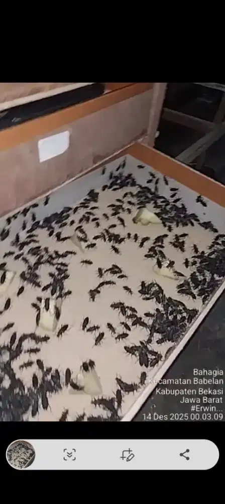 Kumbang Ulat Jerman Fresh