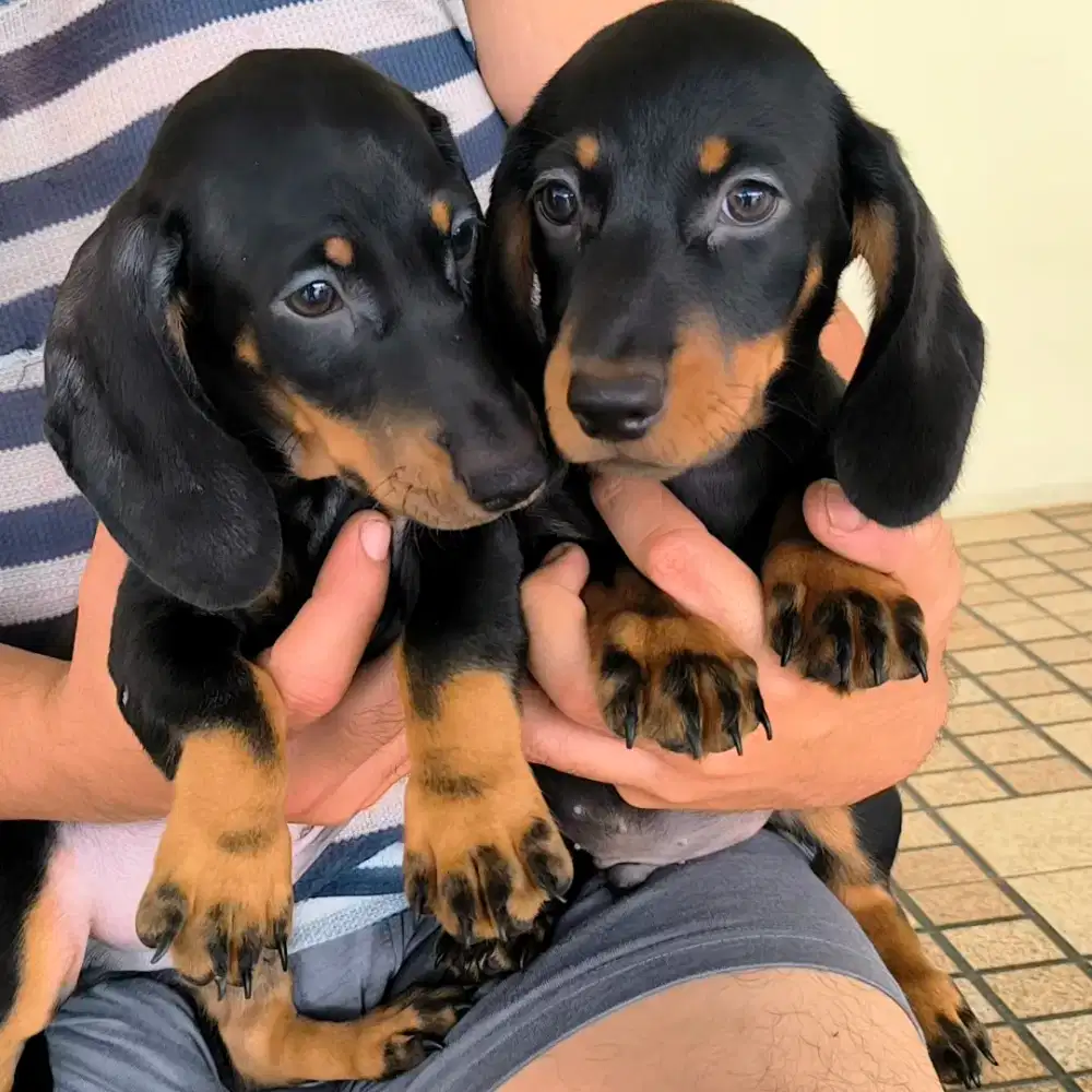 Jual Tekel Mini Jantan Istimewa