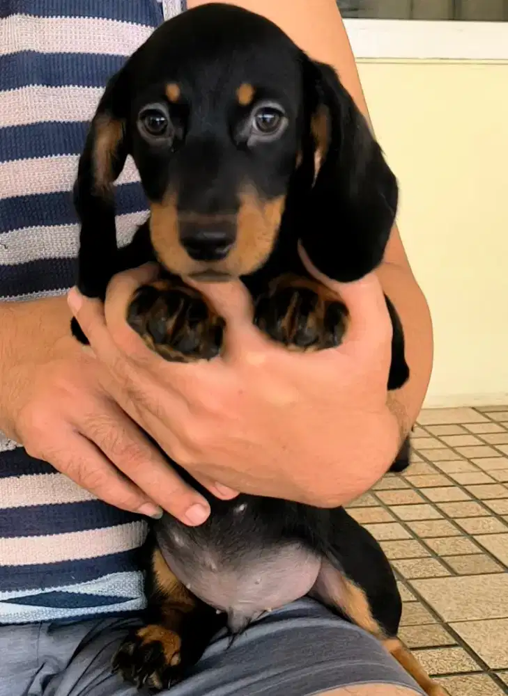 Jual Tekel Mini Jantan Istimewa