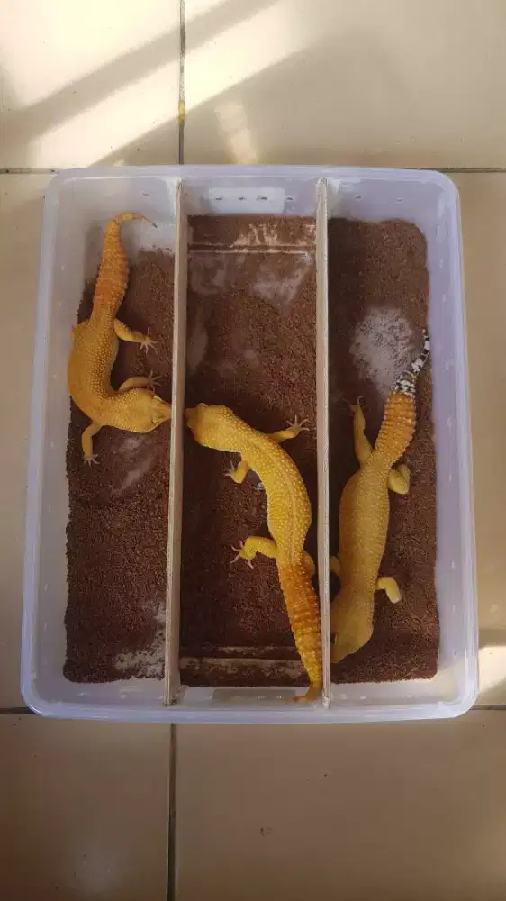 Gecko Borongan Tiga ekor