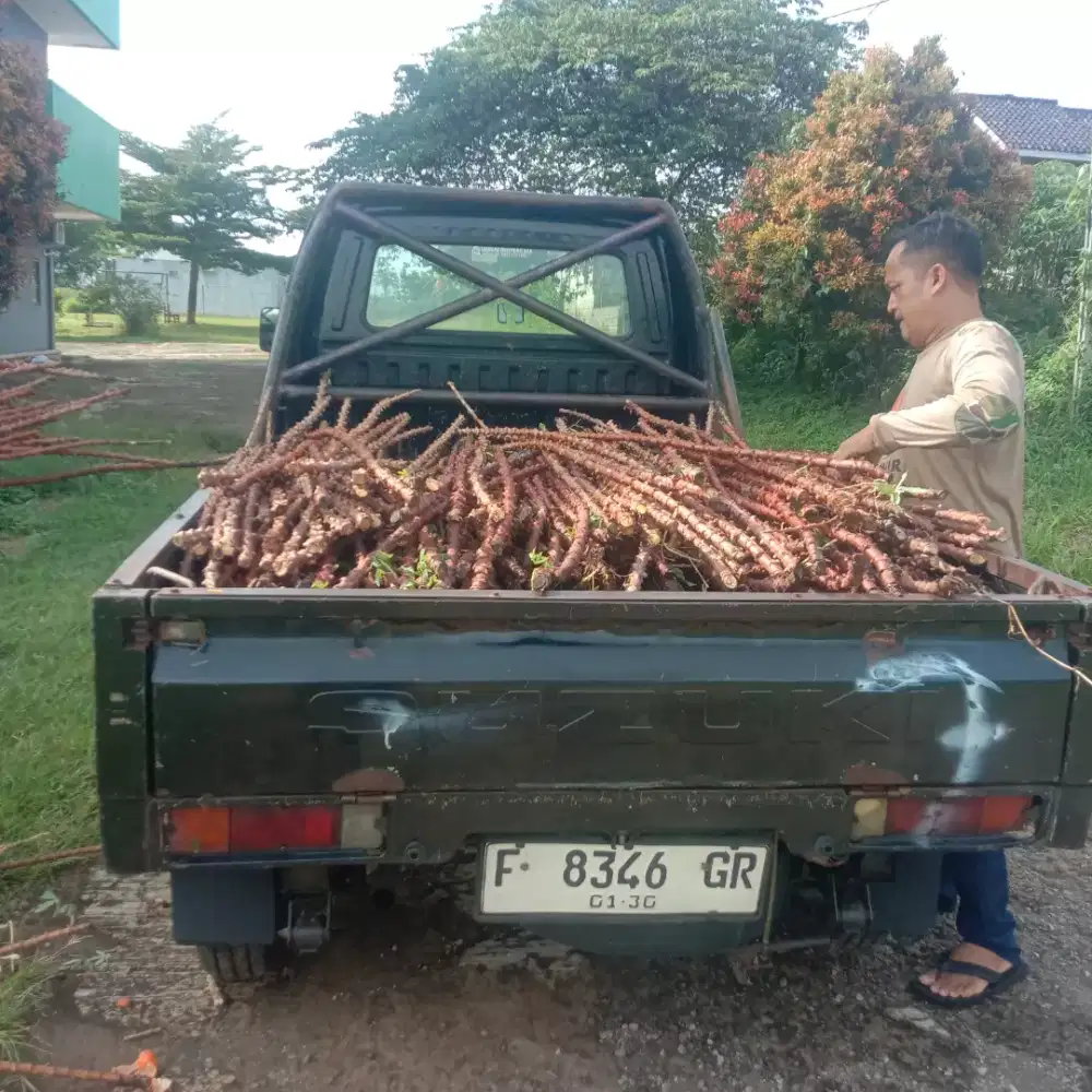 Batang pohon singkong