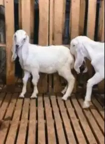 sepasang bibit kambing etawa senduro 5 bulanan 1 jantan 1 betina super
