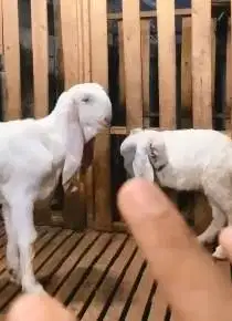 sepasang bibit kambing etawa senduro 5 bulanan 1 jantan 1 betina super