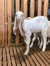 sepasang bibit kambing etawa senduro 5 bulanan 1 jantan 1 betina super