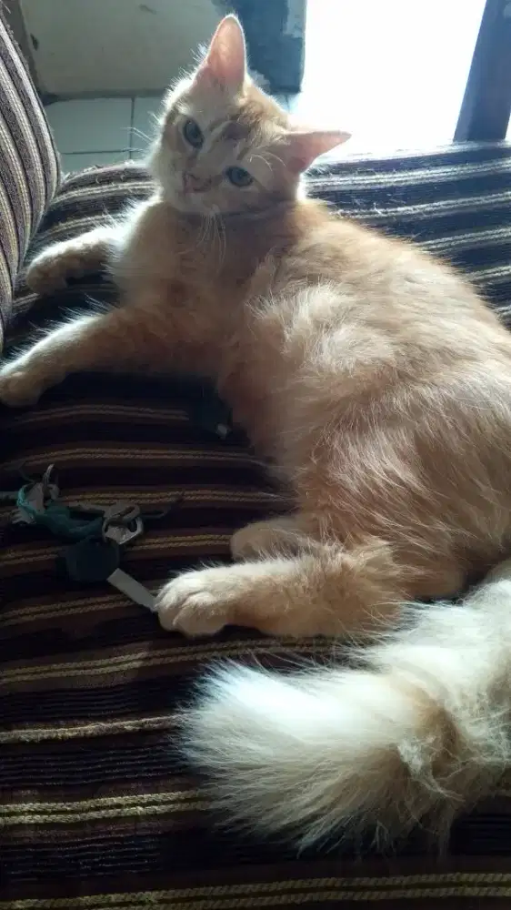 Kucing  JANTAN usia 6bln