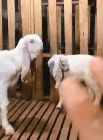 sepasang bibit kambing etawa senduro 5 bulanan 1 jantan 1 betina super