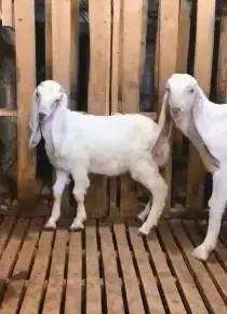 sepasang bibit kambing etawa senduro 5 bulanan 1 jantan 1 betina super