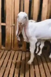 sepasang bibit kambing etawa senduro 5 bulanan 1 jantan 1 betina super