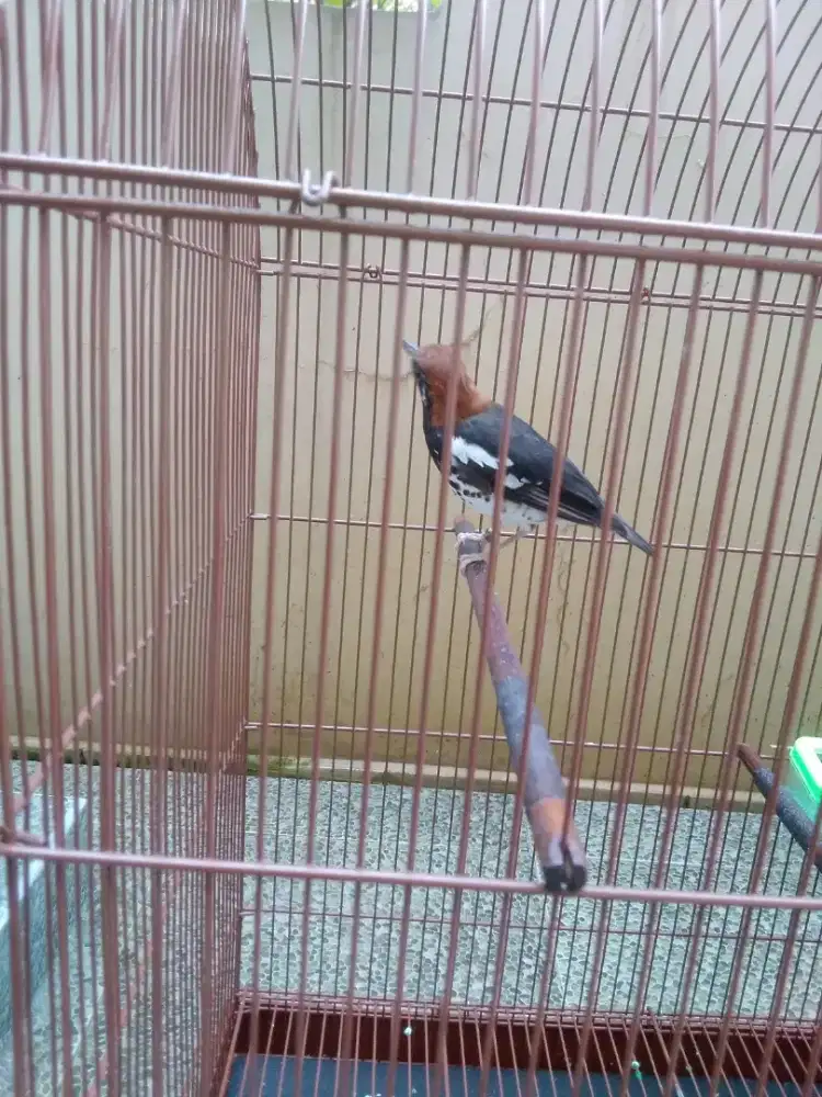Burung anis kembang gacor ngerol .