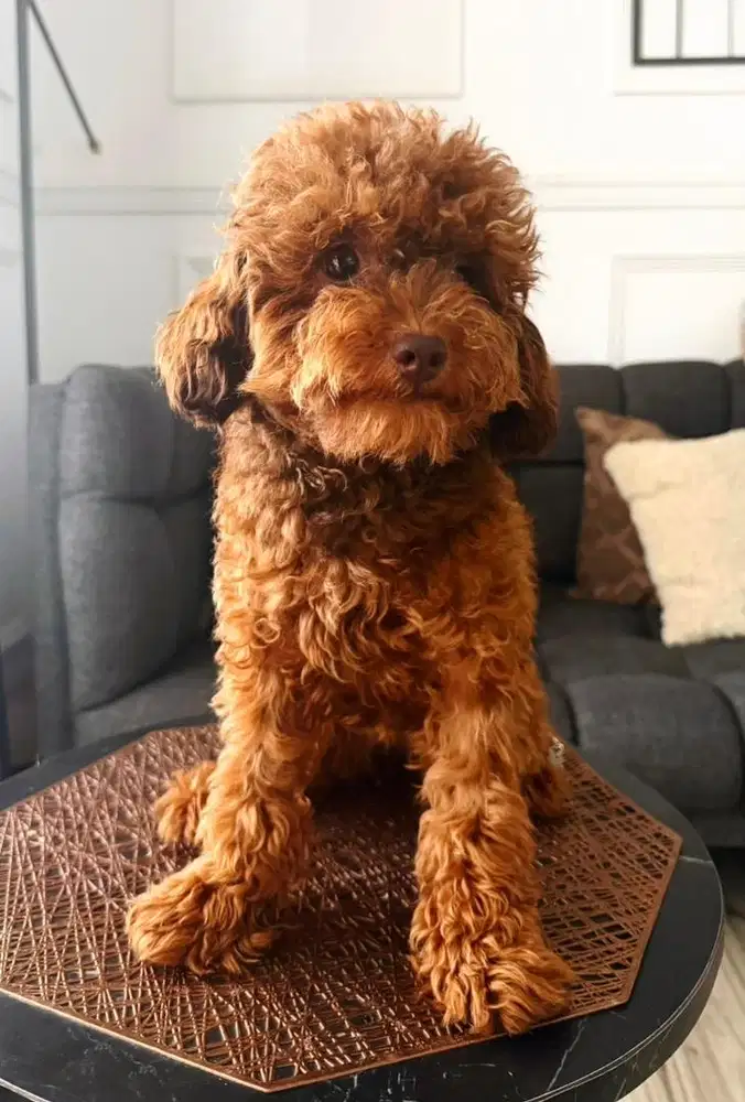 TOY POODLE warna unik red mix coco