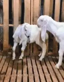 sepasang anakan bibit kambing etawa senduro 5 bln 1 jantan 1 betina ok