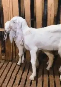 sepasang anakan bibit kambing etawa senduro 5 bln 1 jantan 1 betina ok