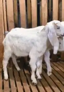 sepasang anakan bibit kambing etawa senduro 5 bulan 1 jantan 1 betina
