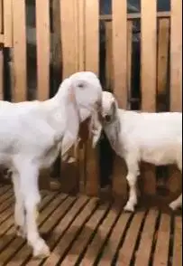 sepasang anakan bibit kambing etawa senduro 5 bulan 1 jantan 1 betina