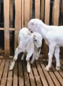 sepasang anakan bibit kambing etawa super 5 bln 1 jantan 1 betina puas