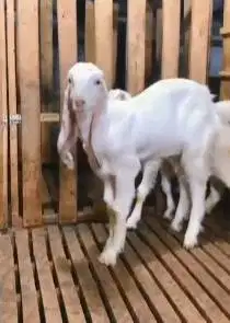 sepasang anakan bibit kambing etawa super 5 bln 1 jantan 1 betina puas