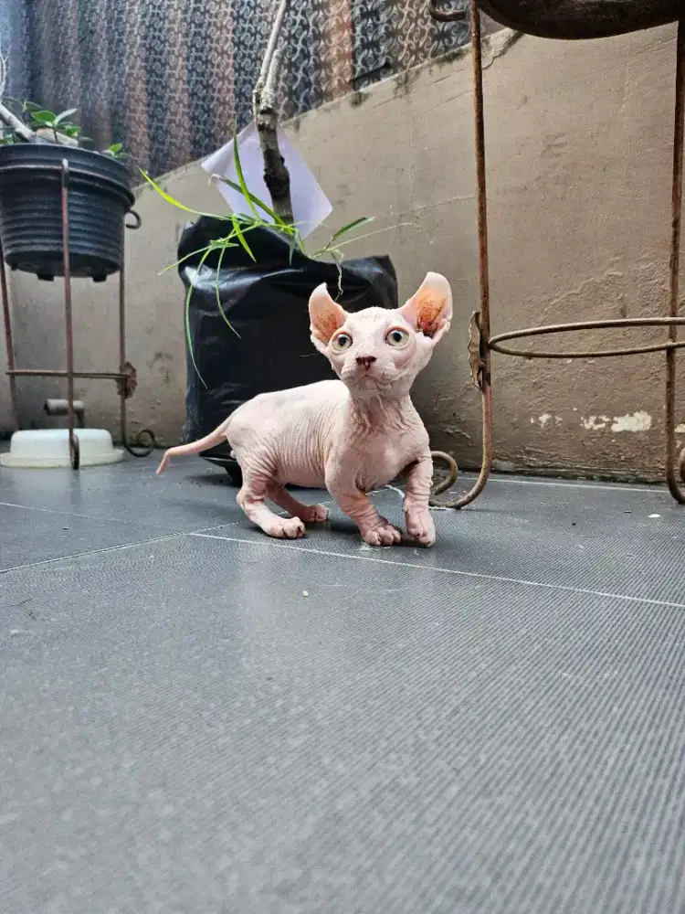 Kitten Dwelf Bambino Jantan Sphynx