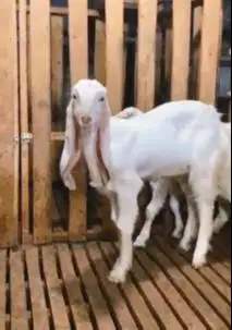 sepasang anakan bibit kambing etawa super 5 bln 1 jantan 1 betina puas